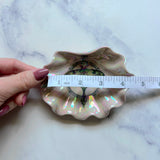 Iridescent Luna Moth Shell Dish